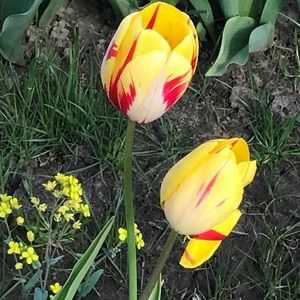 Meet your Posher, Cara